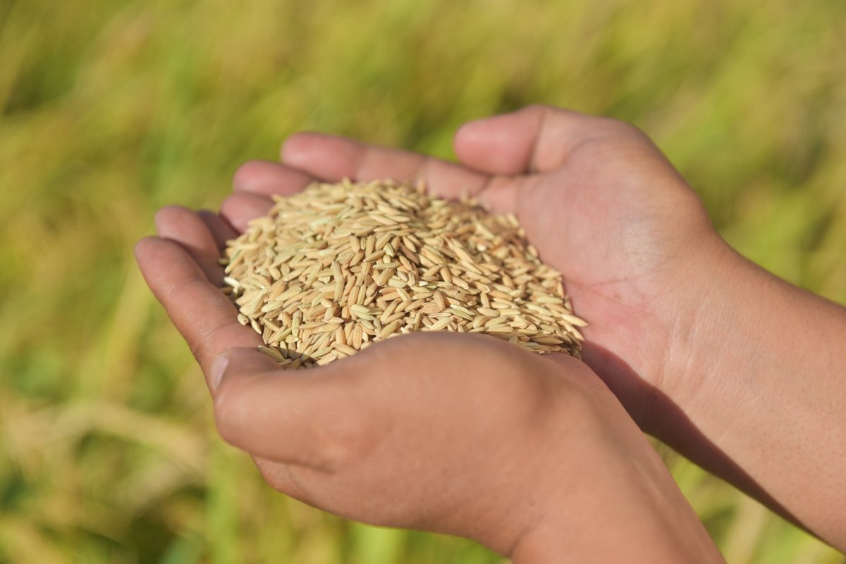 Un puñado de granos de arroz dorado