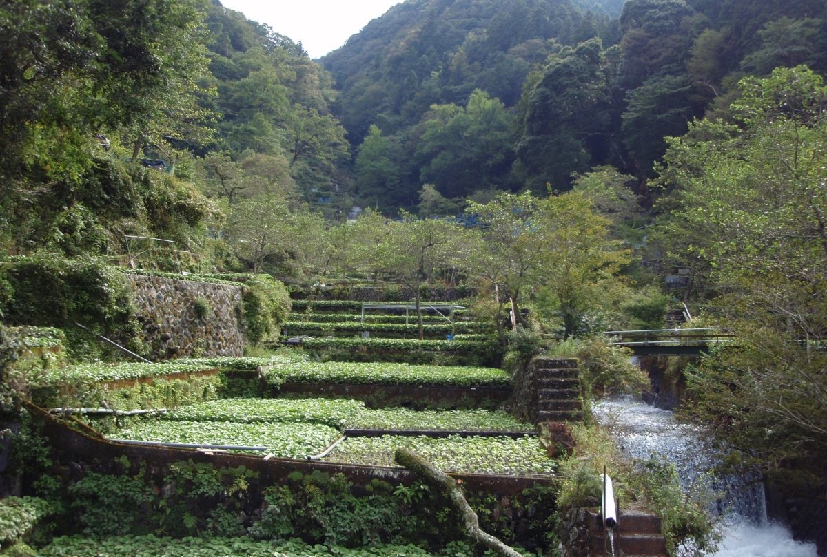 Un valle con cultivos de wasabi en la península de Izu