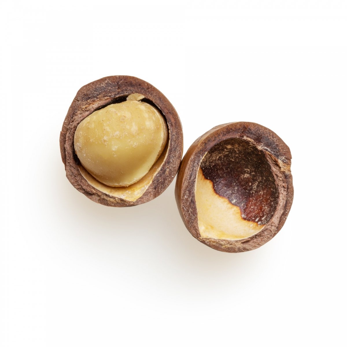 Una nuez de macadamia abierta