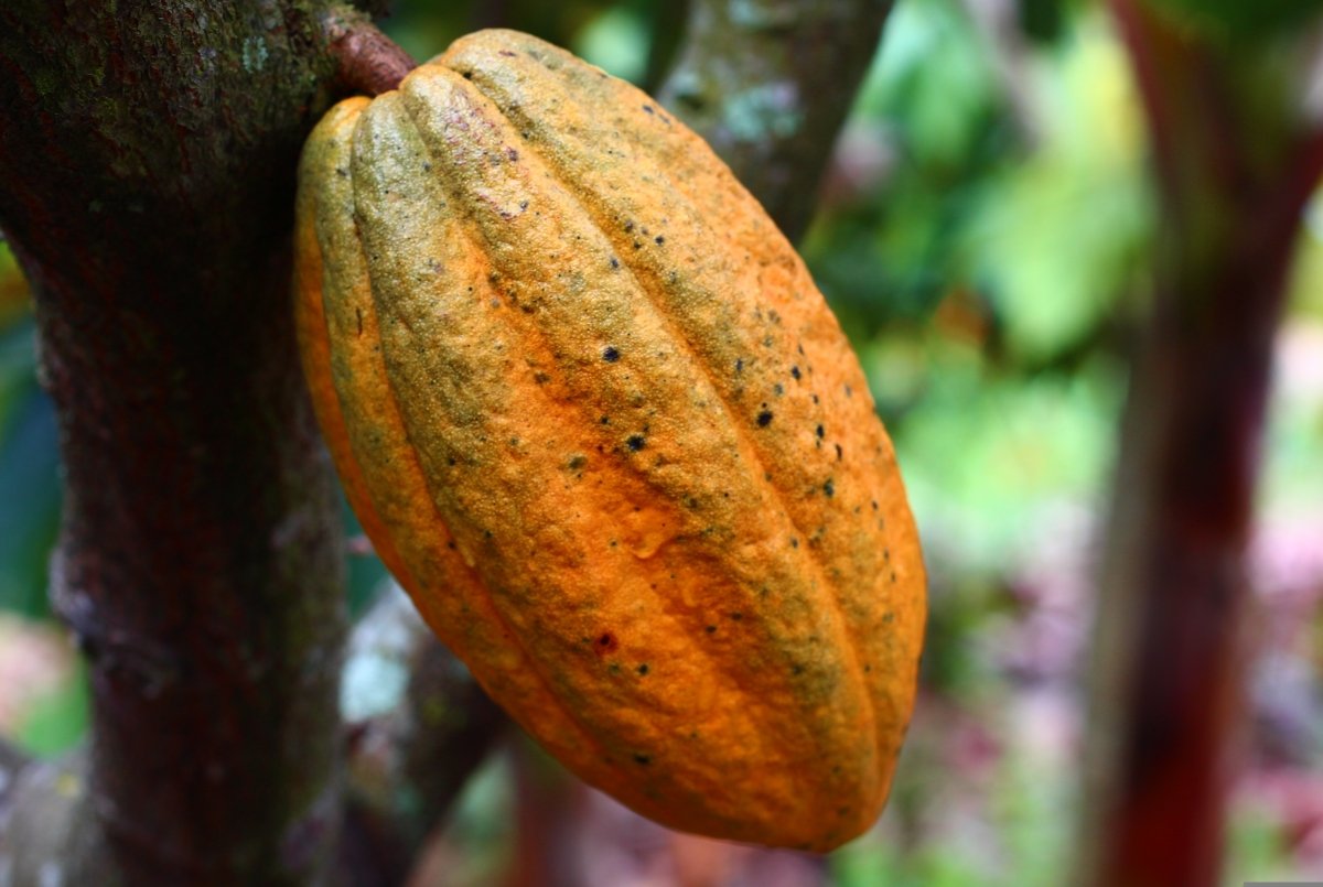 Vaina de semillas de cacao todavía en el árbol