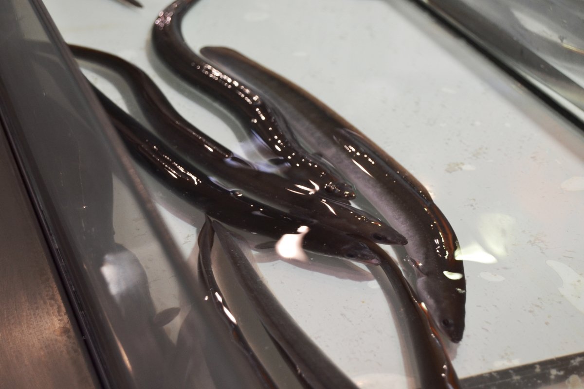 Varias anguilas vivas en el mercado de Valencia