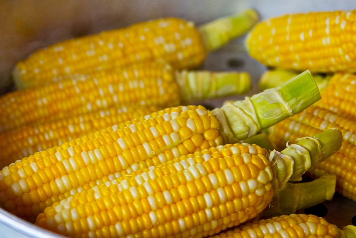 Varias piñas de maíz que podrían contener gluten por contaminación cruzada
