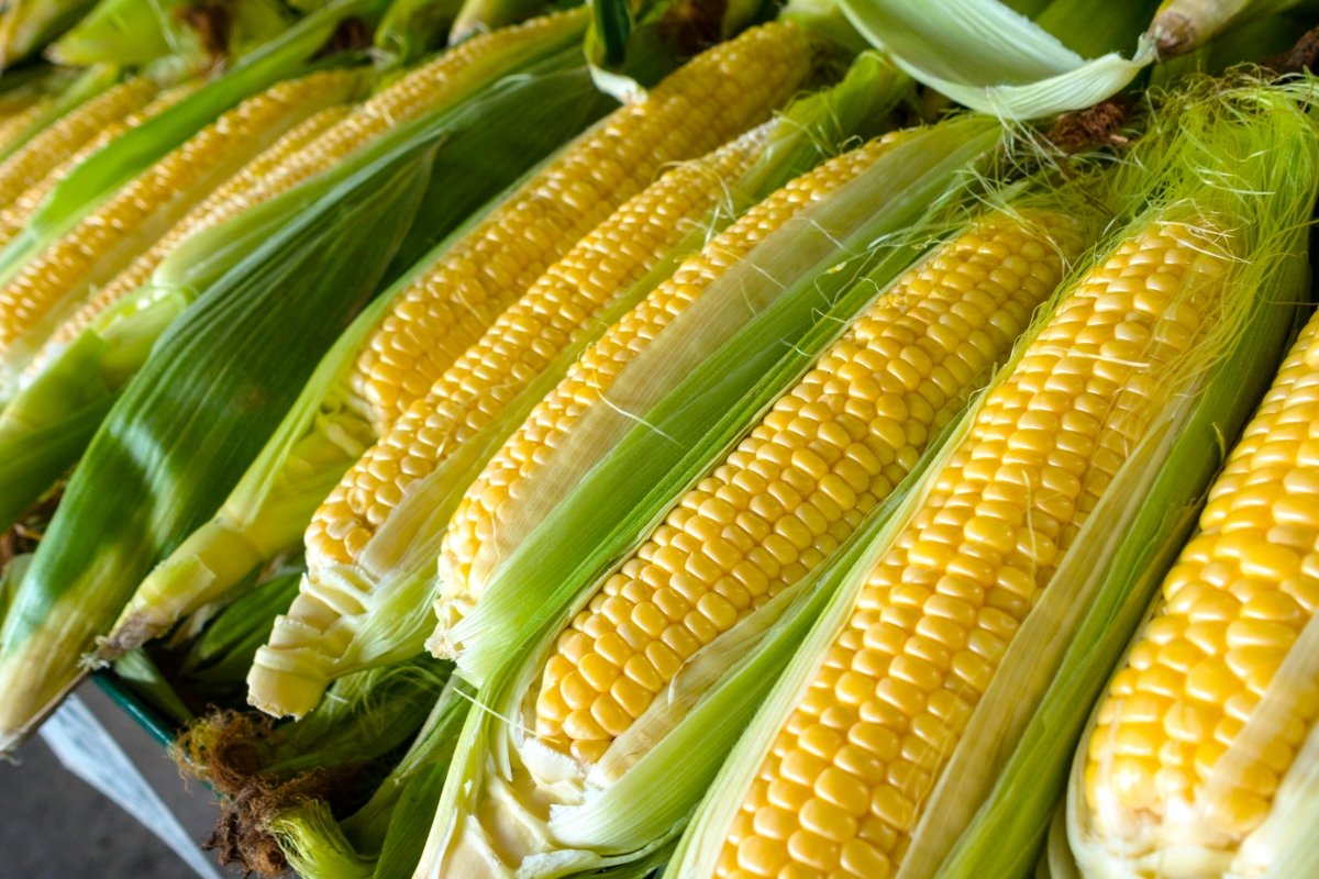 Variedades de maíz