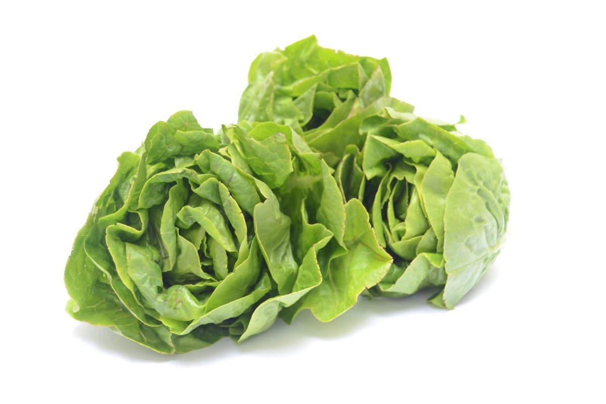 Varios cogollos de lechuga fresca