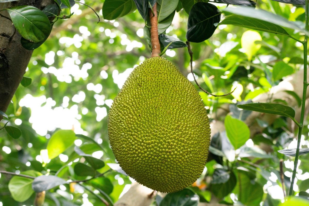 Yaca o jackfruit colgando del árbol del que procede